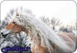 سلبریتی محبوب اینستاگرام